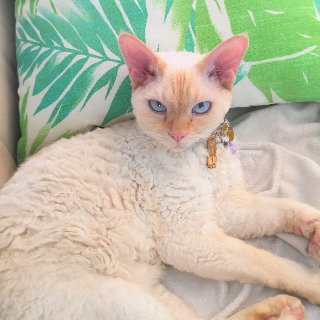 Anaël Alias "minet"