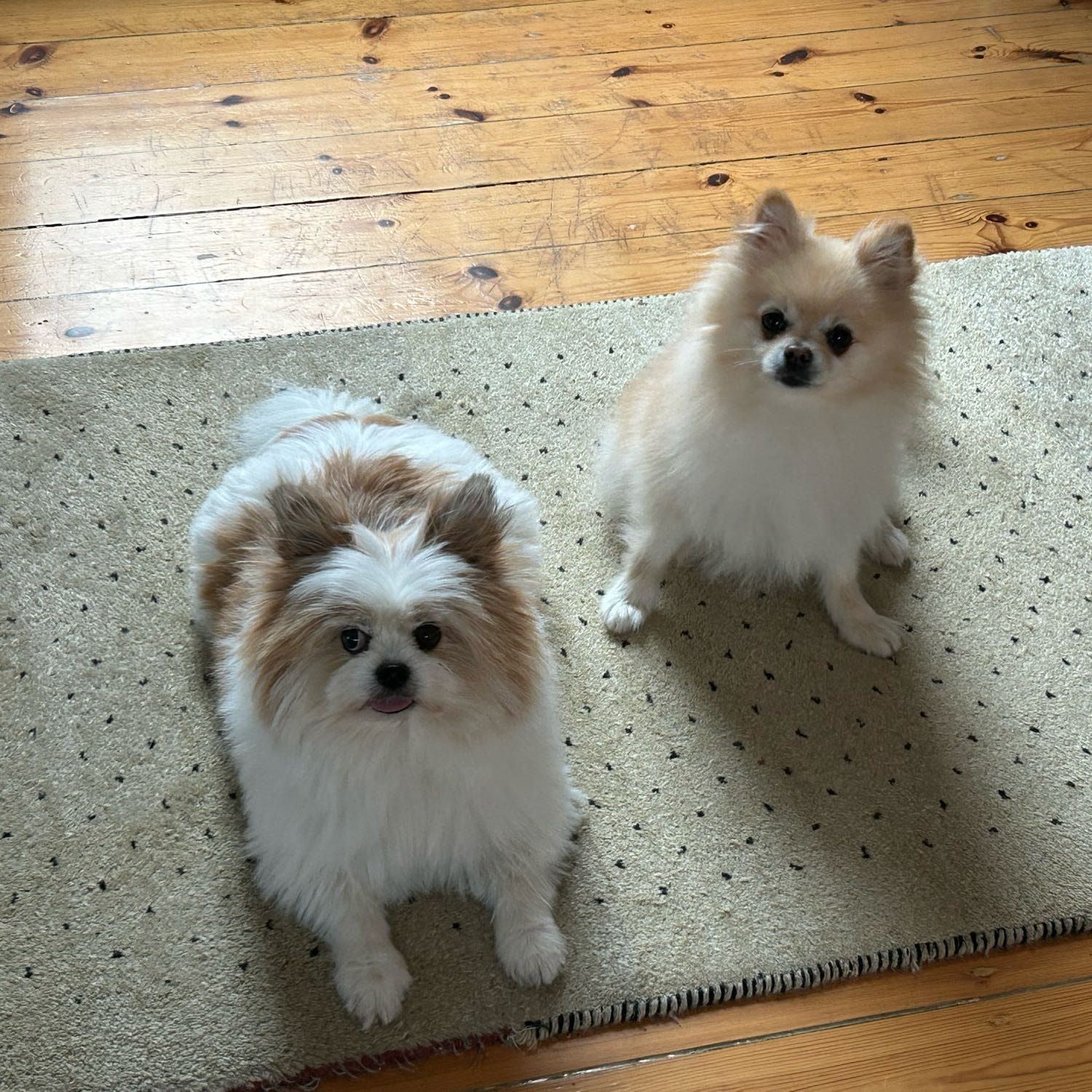Coco und Minzi