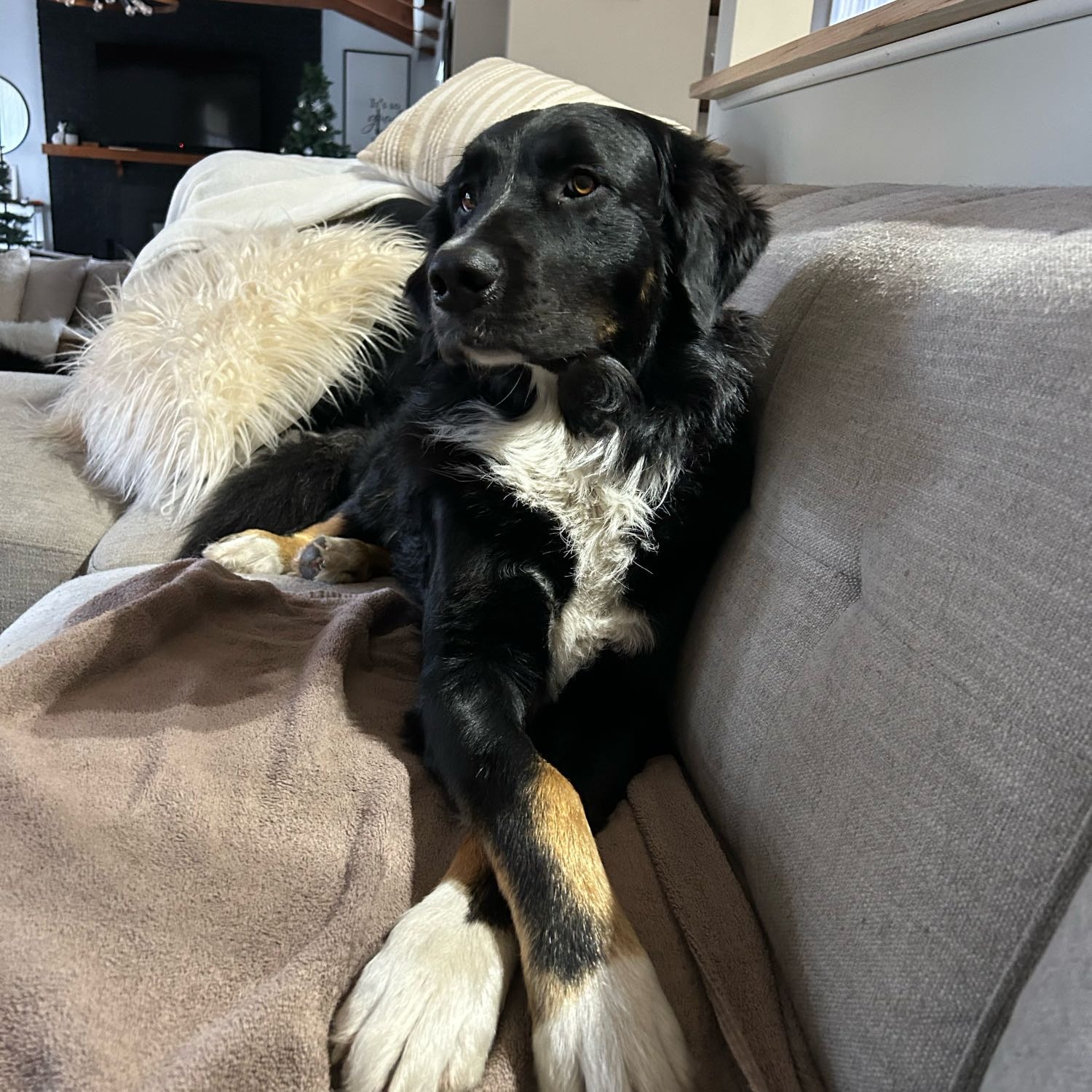 Beau