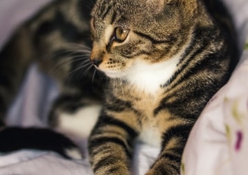 Mico-fero Ivoire De Groot 