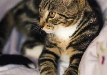 Mico-fero Ivoire De Groot