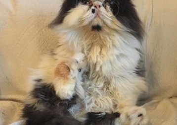 Frankie
