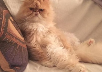 Wilbur