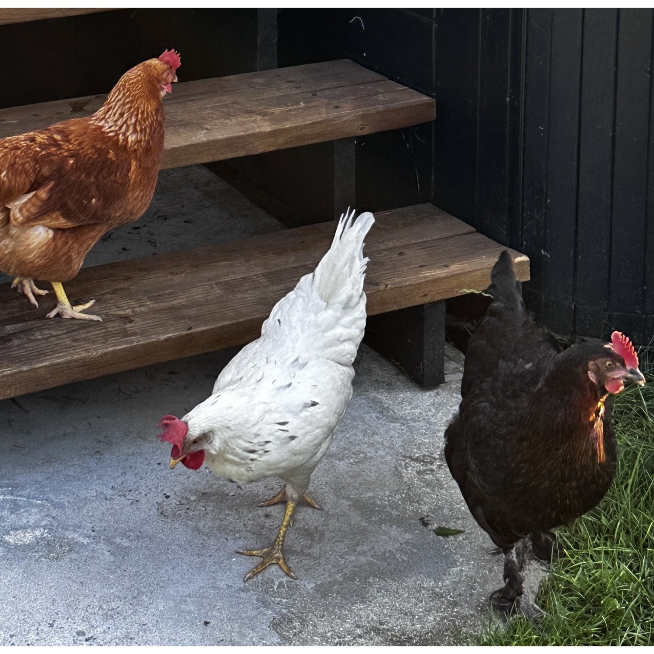 Cendrillon, Paprika et Kaguya