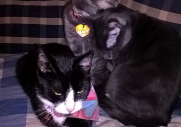 Vilkas, Tassu, Pörri, Rakel, Teuvo Sekä luka