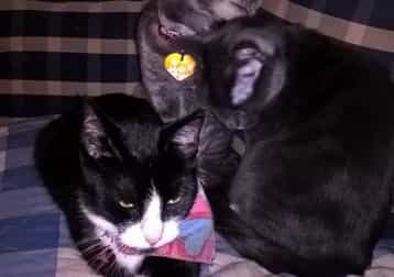 Vilkas, Tassu, Pörri, Rakel, Teuvo Sekä luka