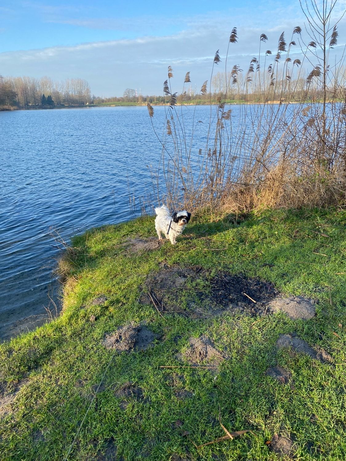 Gizmo