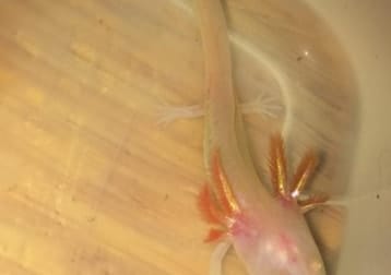 Axolotl