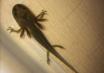 Axolotl