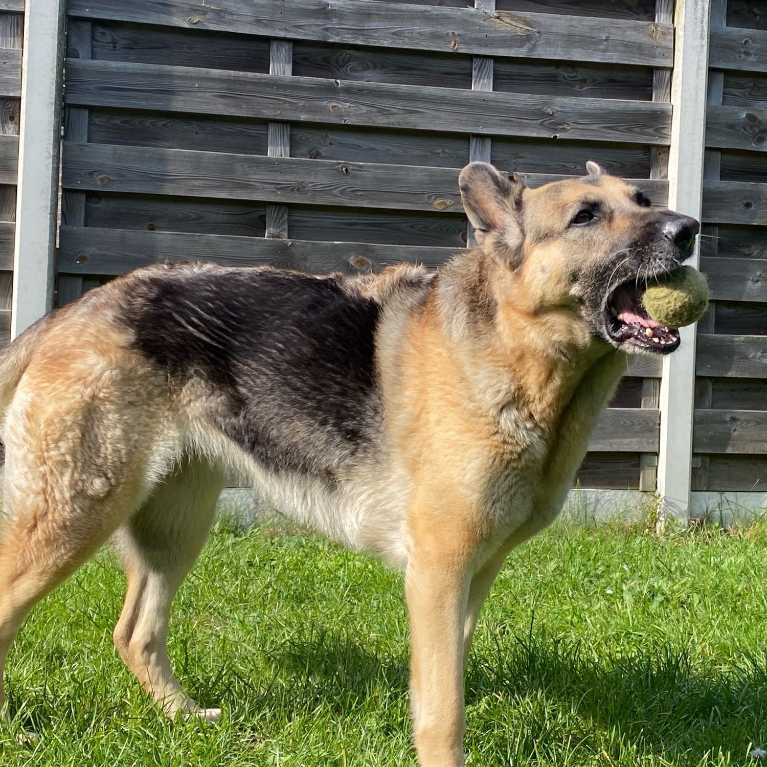 Laska