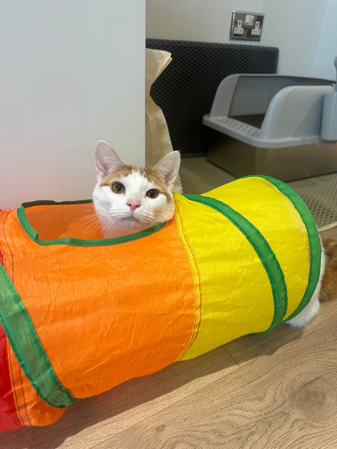 image-4