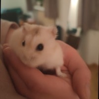 Michi