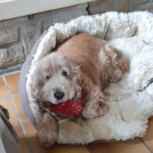 Mabelle