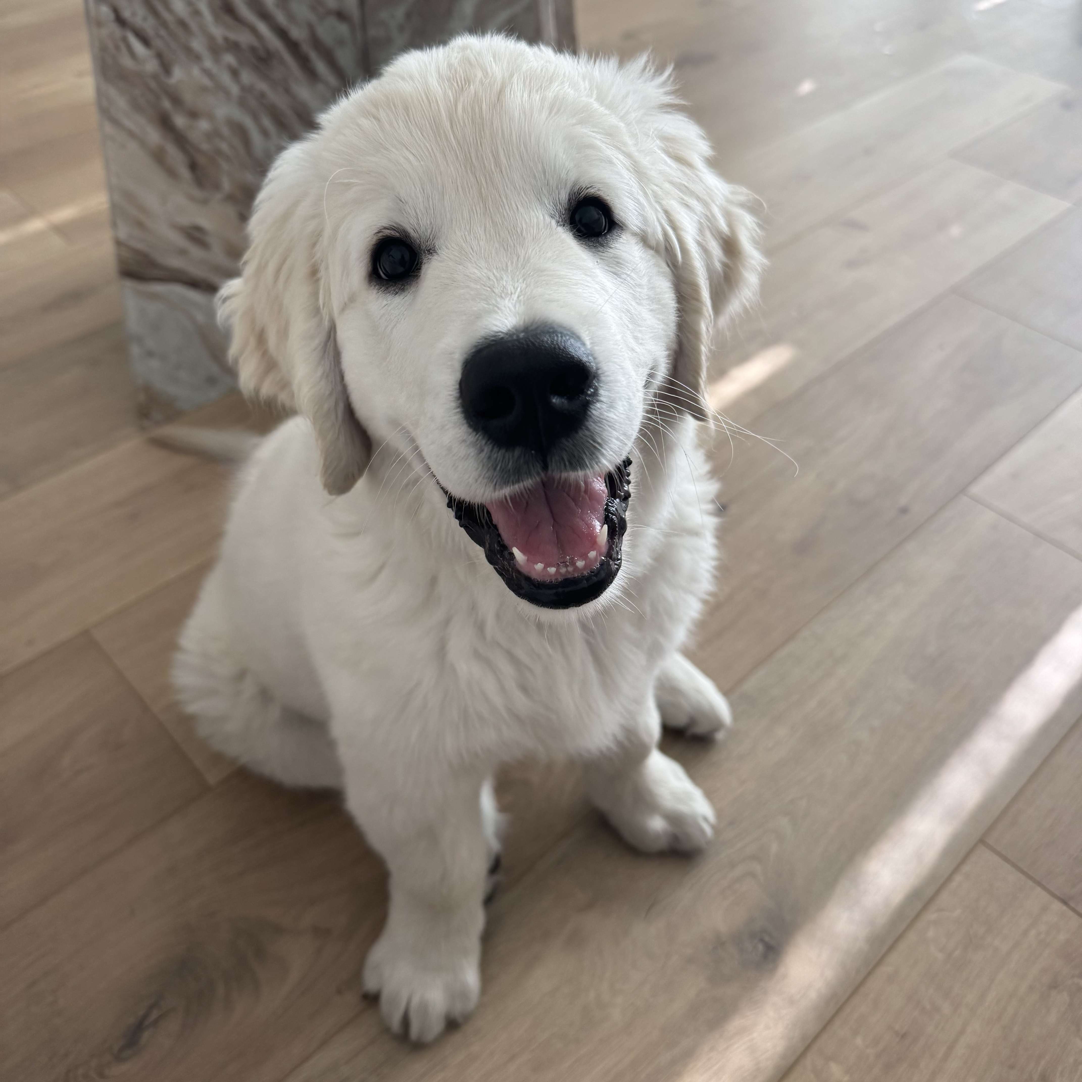 Hugo