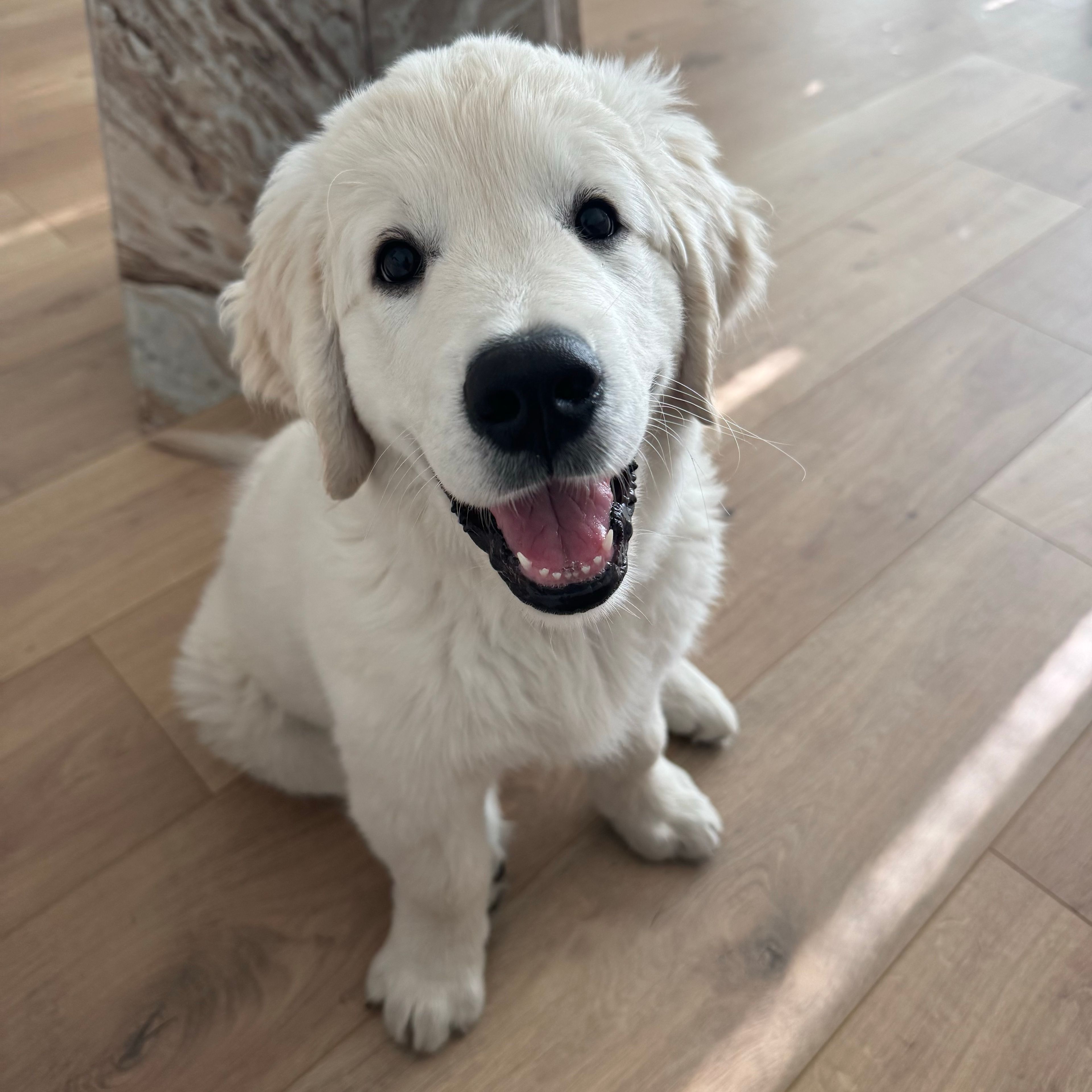 Hugo