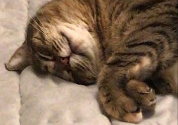 Freya