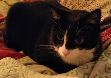 Felix