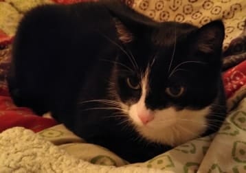 Felix