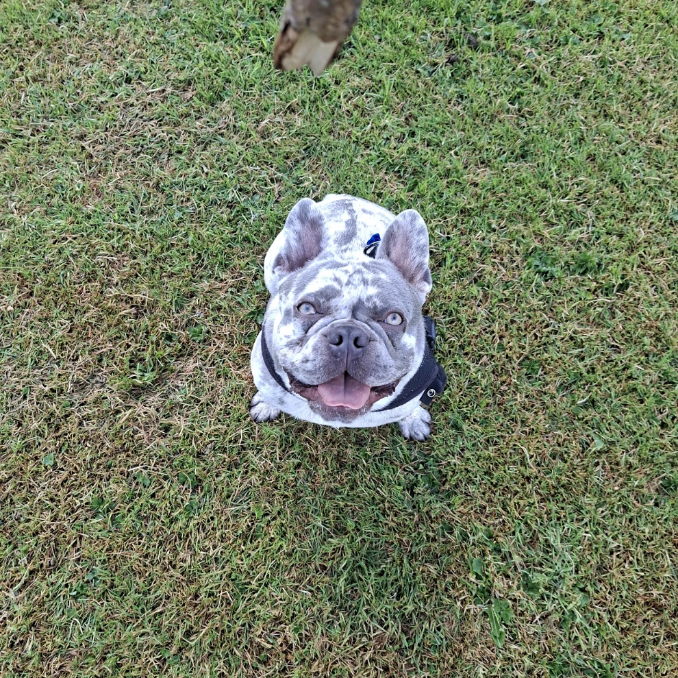milo