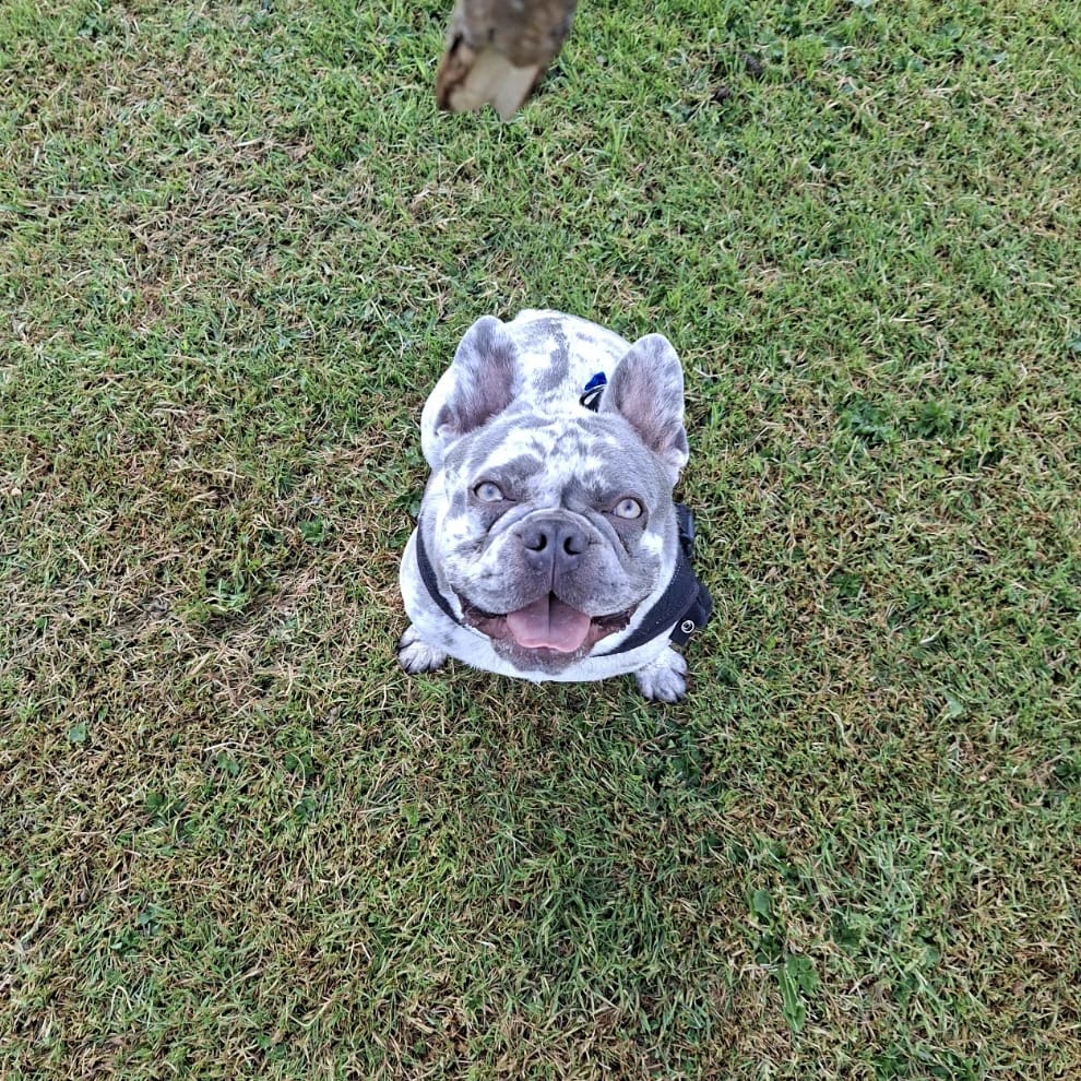 milo