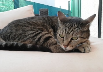 Bibi