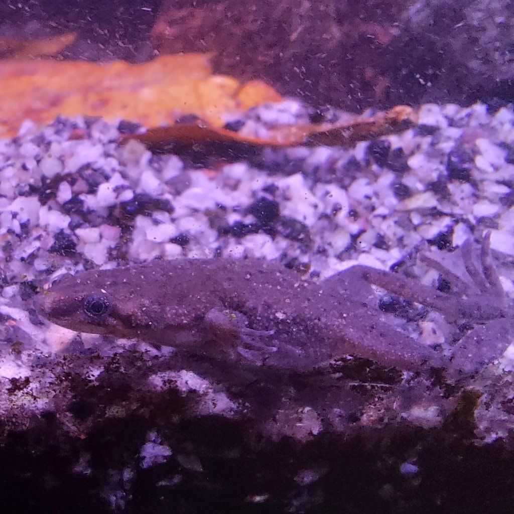 2 afrikaanse dwergklauwkikkers