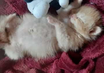 Templeton Pek Detto "sberla"