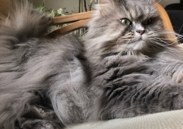 Belle