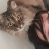 Sofie