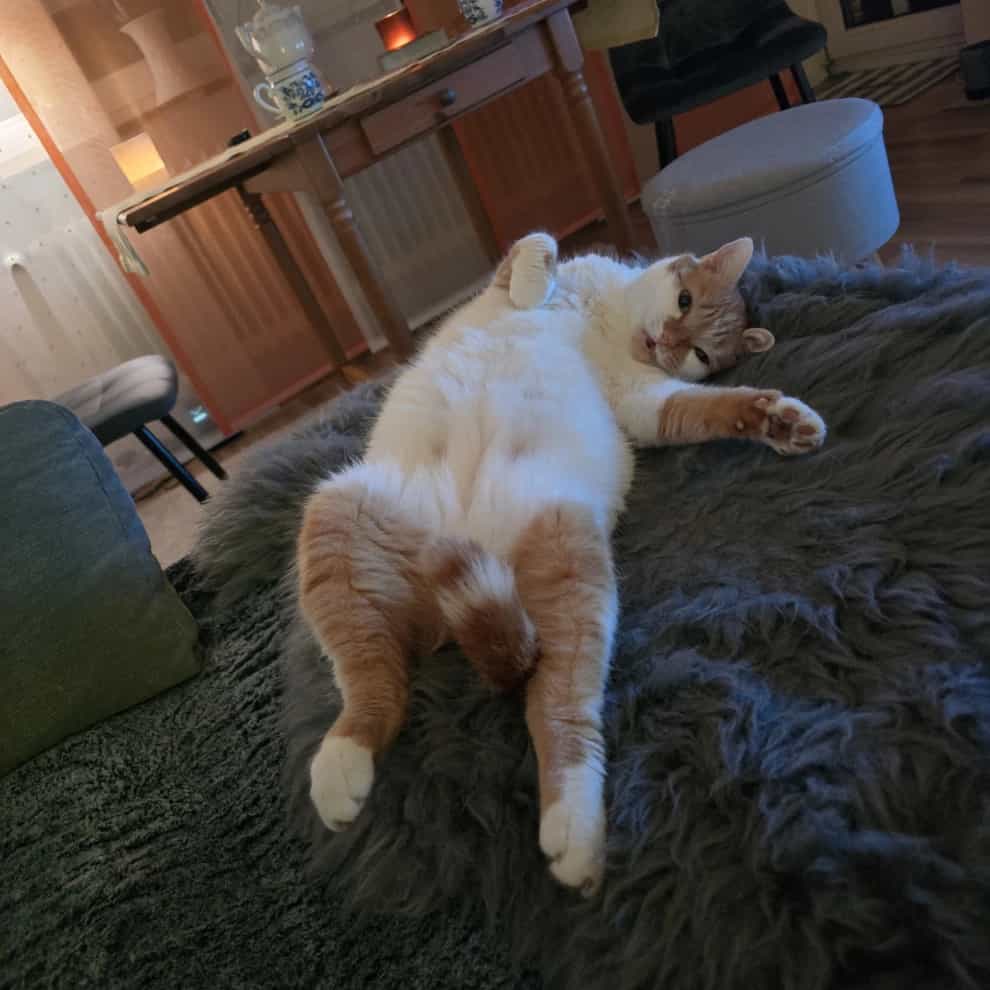 Rosie - Vermutlich Im Oktober 2019 Geboren