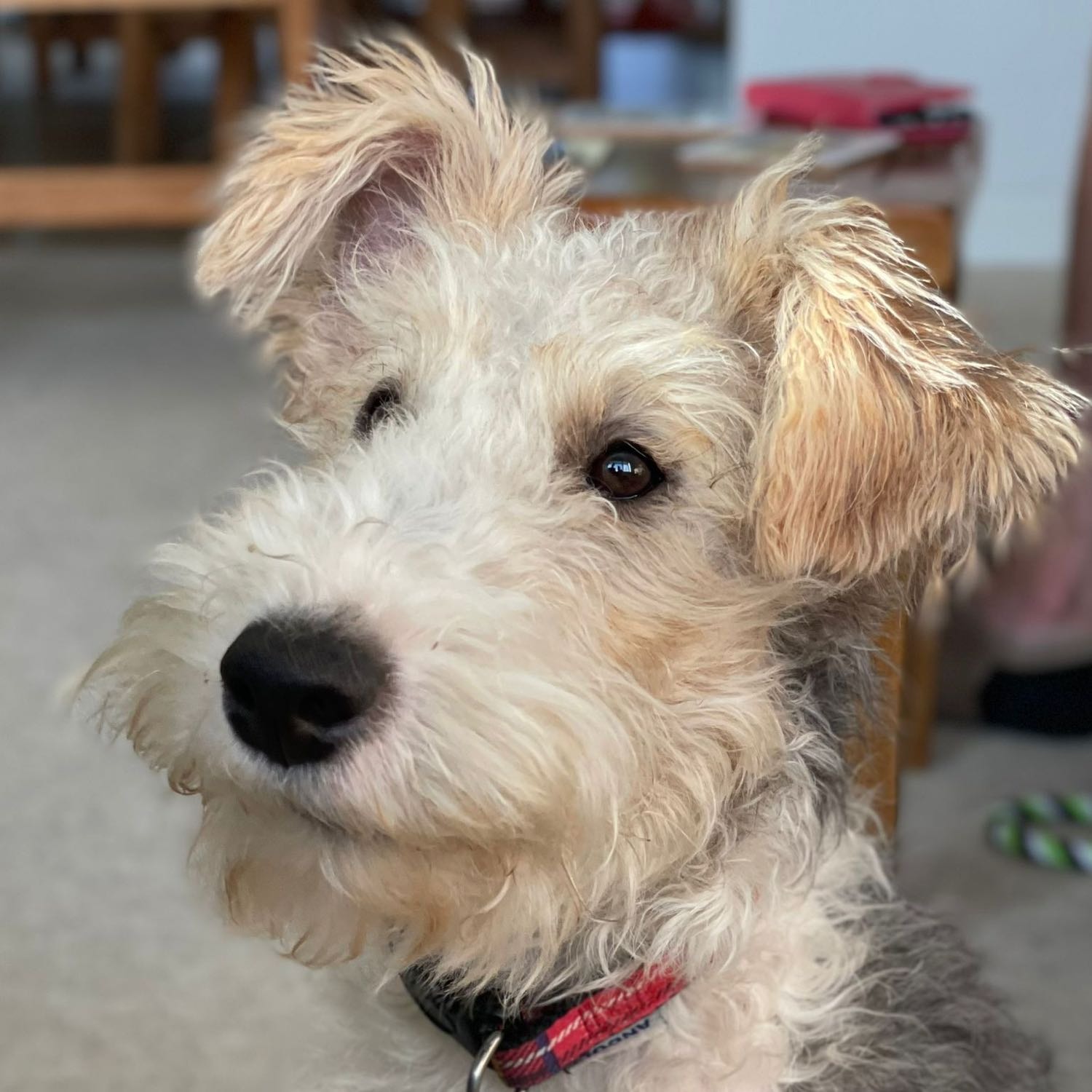 Pepper