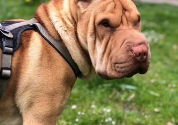 Archie