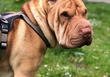 Archie