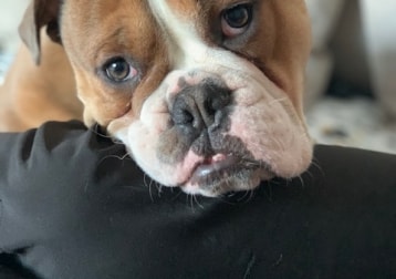 Bentley
