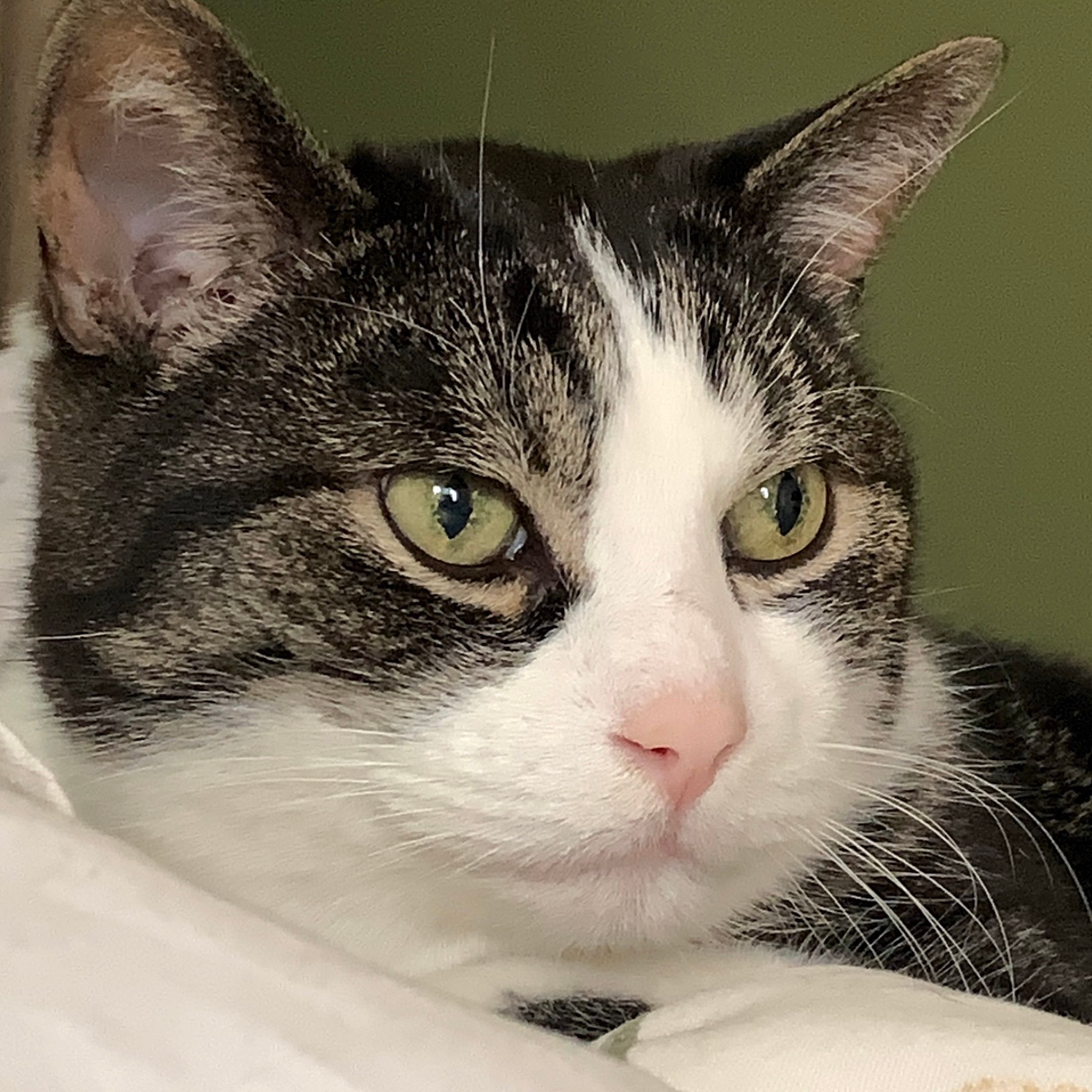 Gus