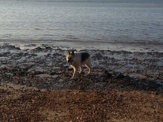 image-1