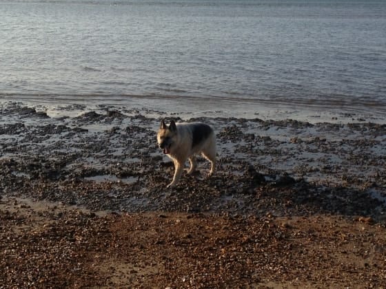 image-1