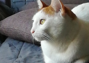 Toffee