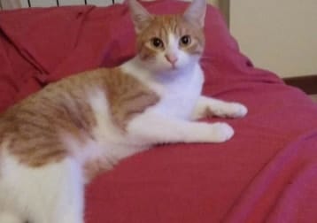 Ginger