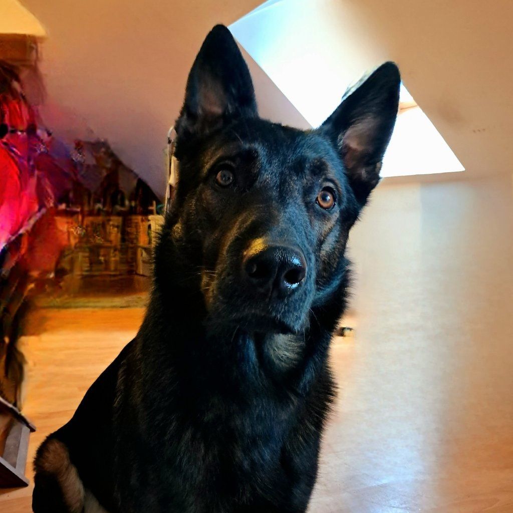Falko