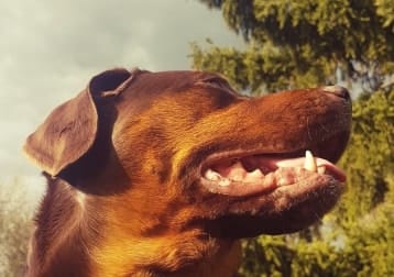 Cheyenne