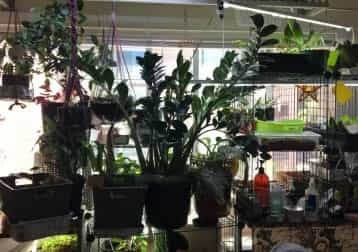 One small indoor jungle