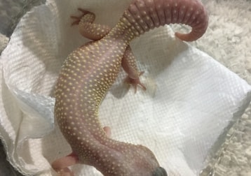 Leopard gecko 4