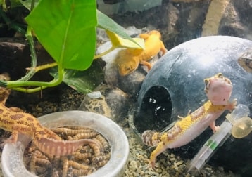 Leopard gecko 2