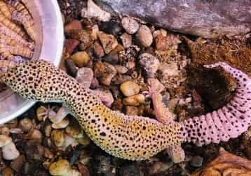 Leopard gecko 3