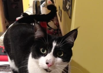 Sylvester
