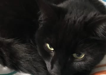 Amber