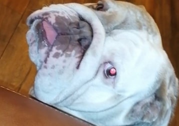 Marley 