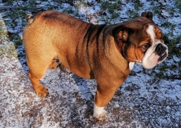 Chubbs