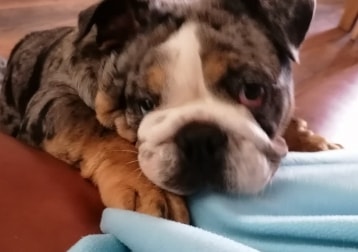 Sean